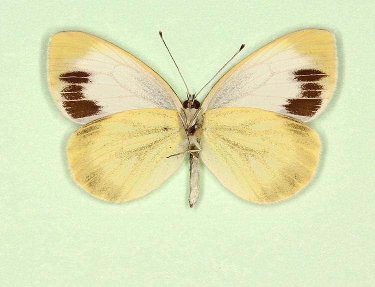 Pieris napi female (aberrant form funebris, verso) (Internet Image property of respective owner, non-commercial use only)
